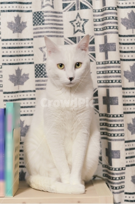 고양이,책,커텐,힌고양이,동물,호랑이,애묘,동물,animal,포유류,mammal,고양이,cat,kitten,kitty