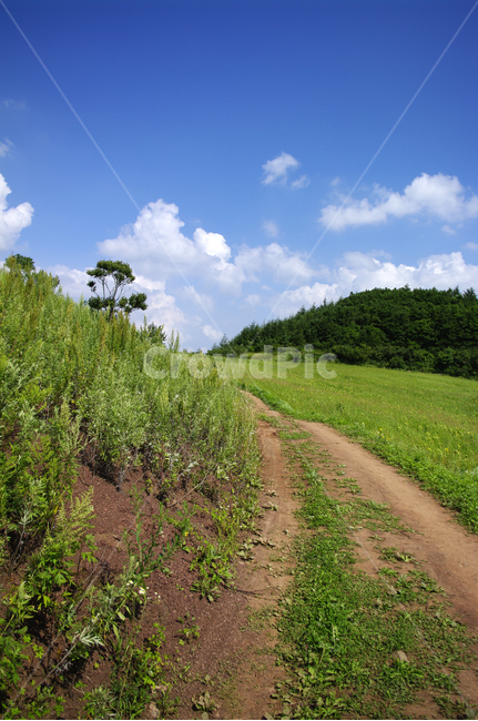 구름,식물,길,하늘,자연,풍경,plant,도로,road,흙길,자연,풍경,nature,landscape