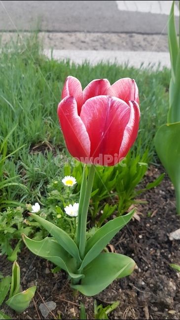 꽃,봄,튤립,flower,꽃밭,화단,녹색,풀,빨간꽃,분홍꽃,red,pink,redflower,pinkflower,꽃잎,꽃한송이,꽃송이,색깔,color,색감,예쁜꽃,꽃다발,한송이꽃,봄산책,산책,감성,계절,season,조경,향기,봄,계절,spring,season,식물,자연,plants,nature,꽃,flower,plant,blossom