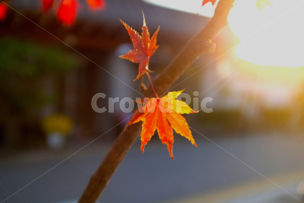 가을,단풍,maple,autumn,fall,감성,가을,계절,fall,autumn,season,식물,자연,plants,nature,휴식,힐링,rest,relaxation,healing,leaf,잎,plant,tree,나무