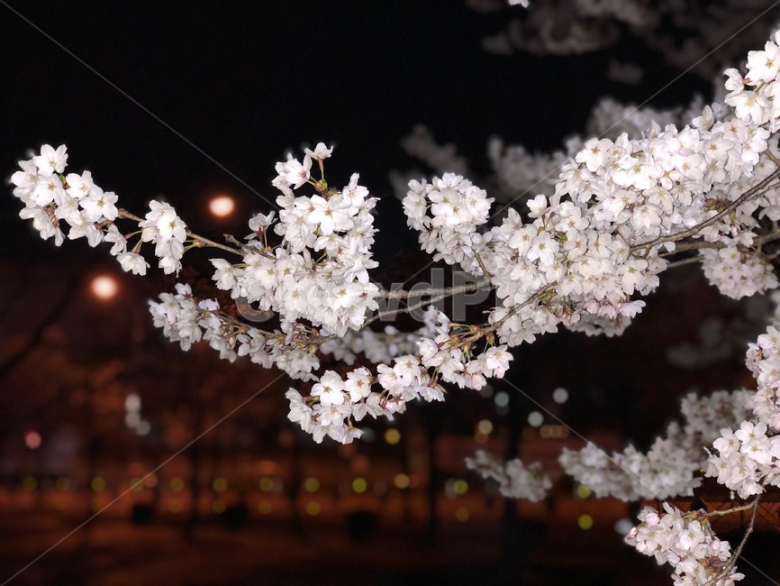 밤,꽃,봄,한국,벚꽃,봄,계절,spring,season,야경,밤,풍경,nightscape,night,landscape,식물,자연,plants,nature,꽃,flower,plant,blossom,cherry blossom