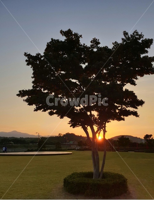 tree,나무,plant,식물,태양,sun,노을