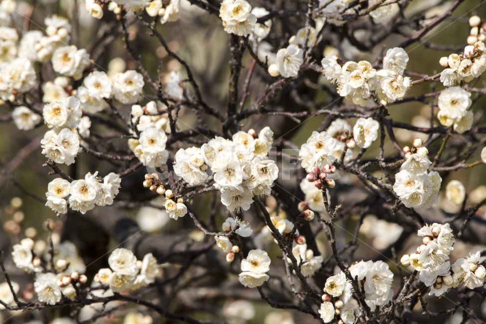 매화,매화꽃,매화나무,봄,봄꽃,꽃,봄,계절,spring,season,식물,자연,plants,nature,꽃,flower,plant