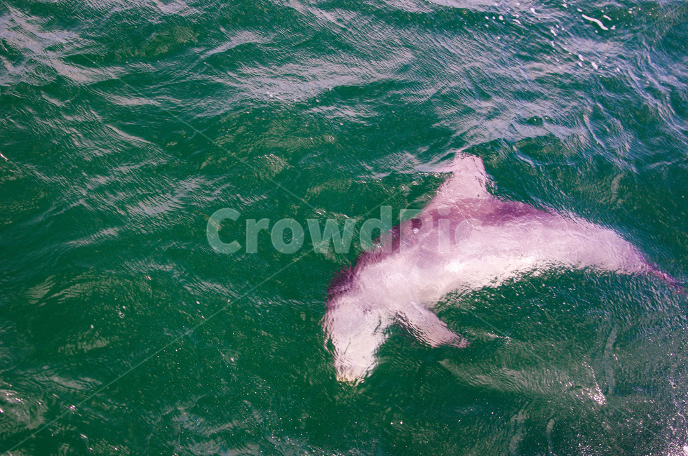 lucky,dolphin,surprise,luck,nature,Dolphin,port stephan,wild animals,portstephen,beautiful,amazing,Beach,ocean,wild dolphin,beach,cruise