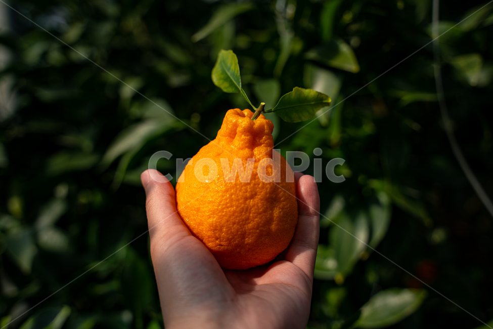 mandarin,citrus fruits,Red scent,Fruit,nature,fruit,Hallabong,Orange,food,vitamin,tangerines,orange,citrusfruit,house tangerines,Cheonhyehyang,plant,fresh,Jeju tangerines,hallabong
