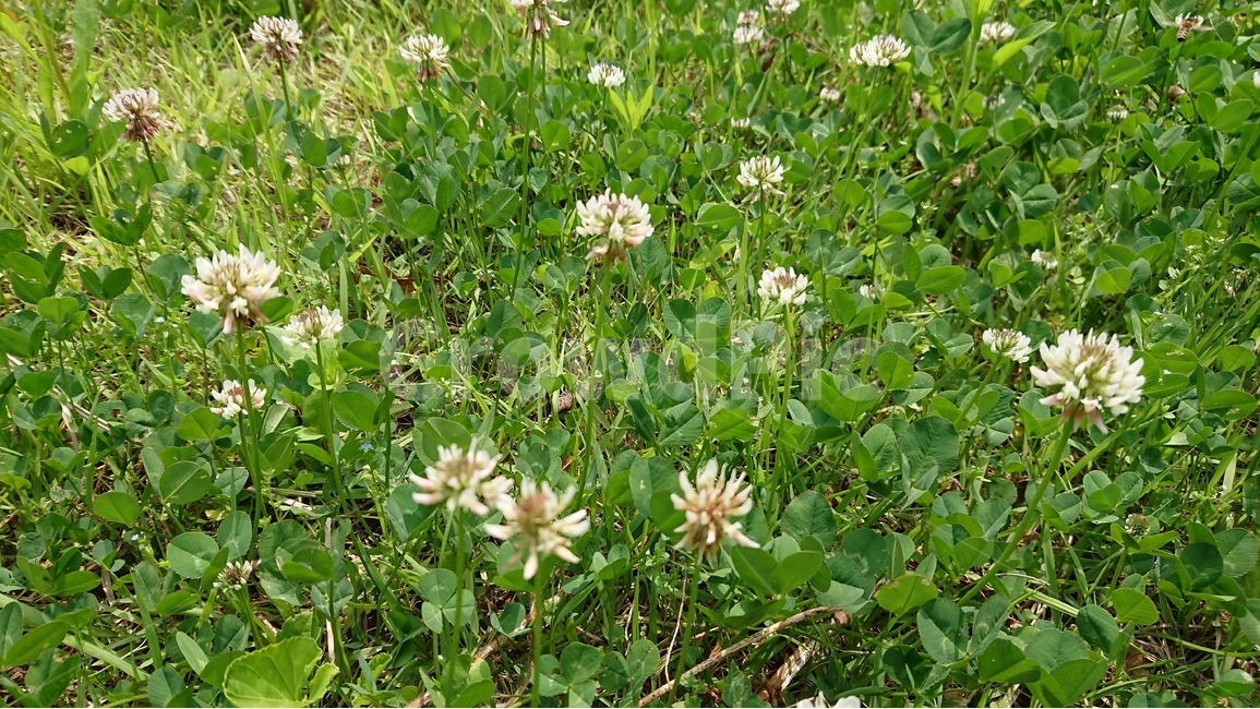 식물,풀밭,풀,토끼풀,토끼풀꽃,클로버,클로버꽃,clover,그린,꽃,흰꽃,식물,자연,plants,nature,꽃,flower