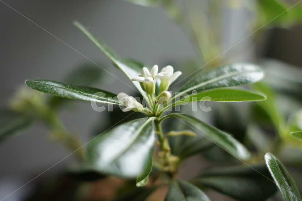 녹색,화초,꽃,선인장,꽃봉우리,식물,자연,plants,nature,실내용화초,화분,화초,house plant
