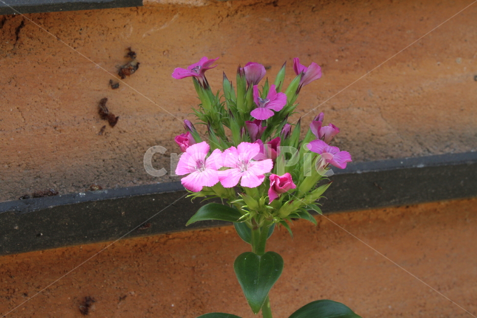 갯패랭이,꽃,식물,갯패랭이꽃,seashoredianthus,식물,자연,plants,nature,꽃,flower