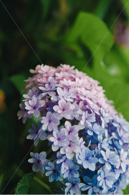 수국,여름꽃,자연,일본수국,hydrangea,6월,파란수국,수국꽃