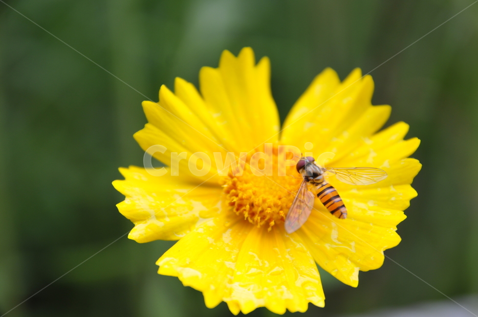 꽃,flower,곤충,벌,들꽃,삼각산,식물,자연,plants,nature,꽃,flower