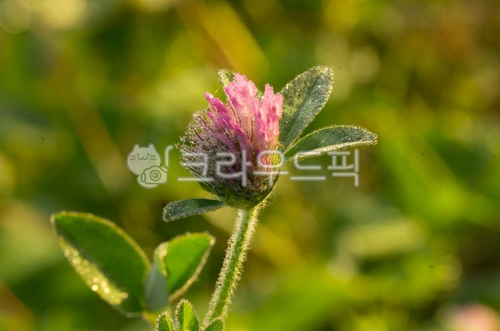 보라색꽃,토끼풀,토끼풀꽃,서양토끼풀꽃,서양토끼풀,클로버,가을,이슬,꽃