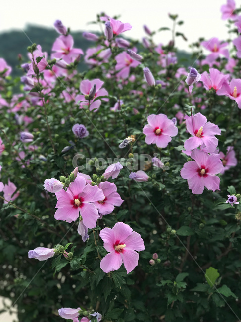 꽃,식물,무궁화,자연,야외,성장,beautiful,beauty,bloom,blooming,blossom,color,colorful,flora,floral,flower,fresh,garden,green,hibiscussyriacus,leaf,natural,nature,park,pink,plant,purple,roseofsharon,spring