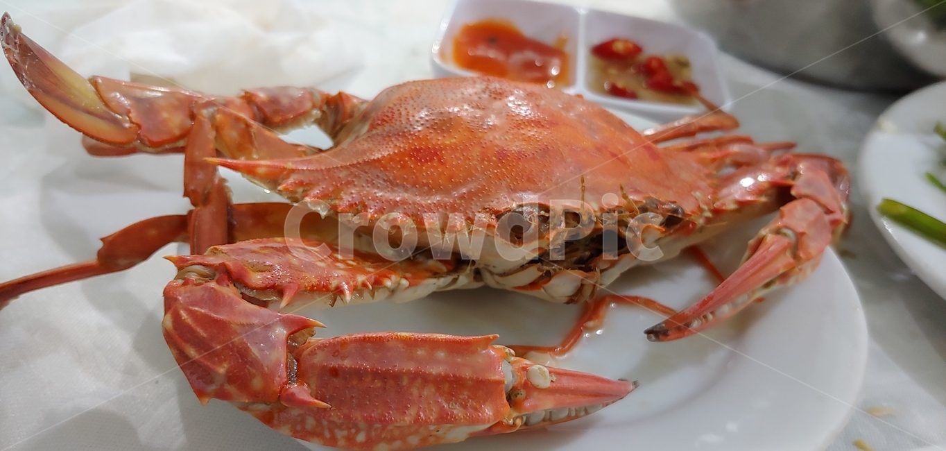 seafood,해물,animal,동물,food,음식,sealife,해양생물,lobster,랍스터,게,꽃게,대게,잘익은,맛있는,바다,생물