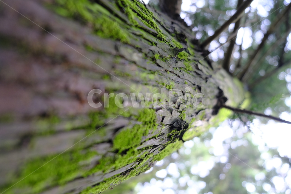 자연,숲길,숲,잎,나무,이끼,환경,초록,잎사귀,햇살,햇빛,forest,green,trail,breeze,summer,leaf,stroll