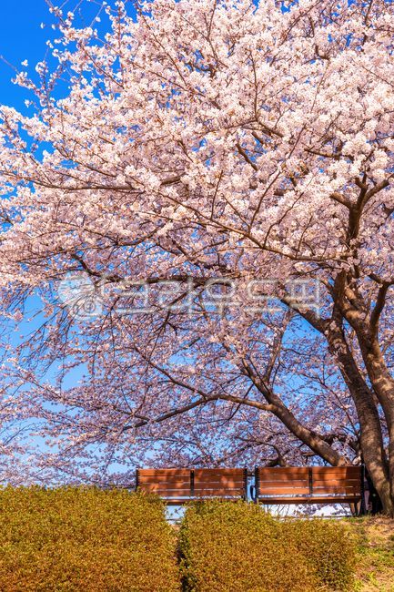 cherryblossoms,flowers,walkingtrails,roads,plants,trees,nature,benches,feelings,emotions