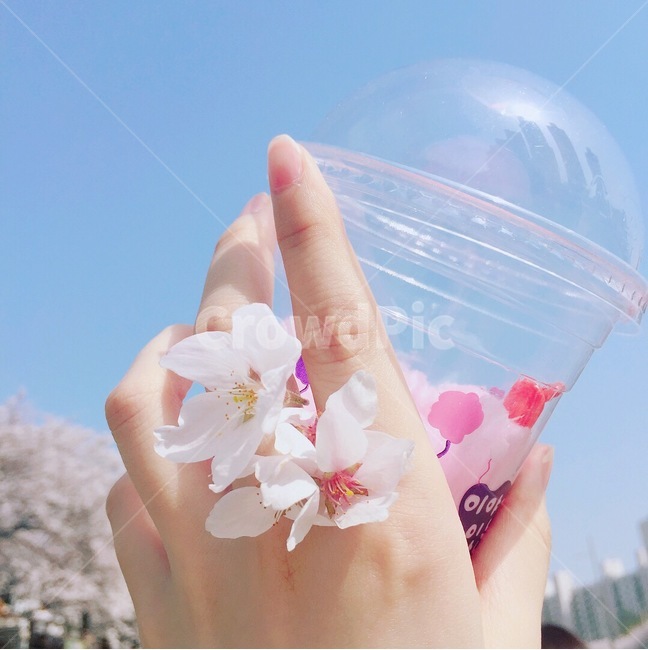 벚꽃,꽃,손,솜사탕,하늘