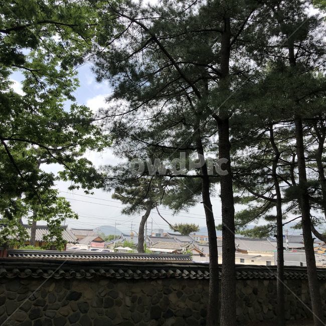 돌담,하늘,나무,자연,경주,대릉원