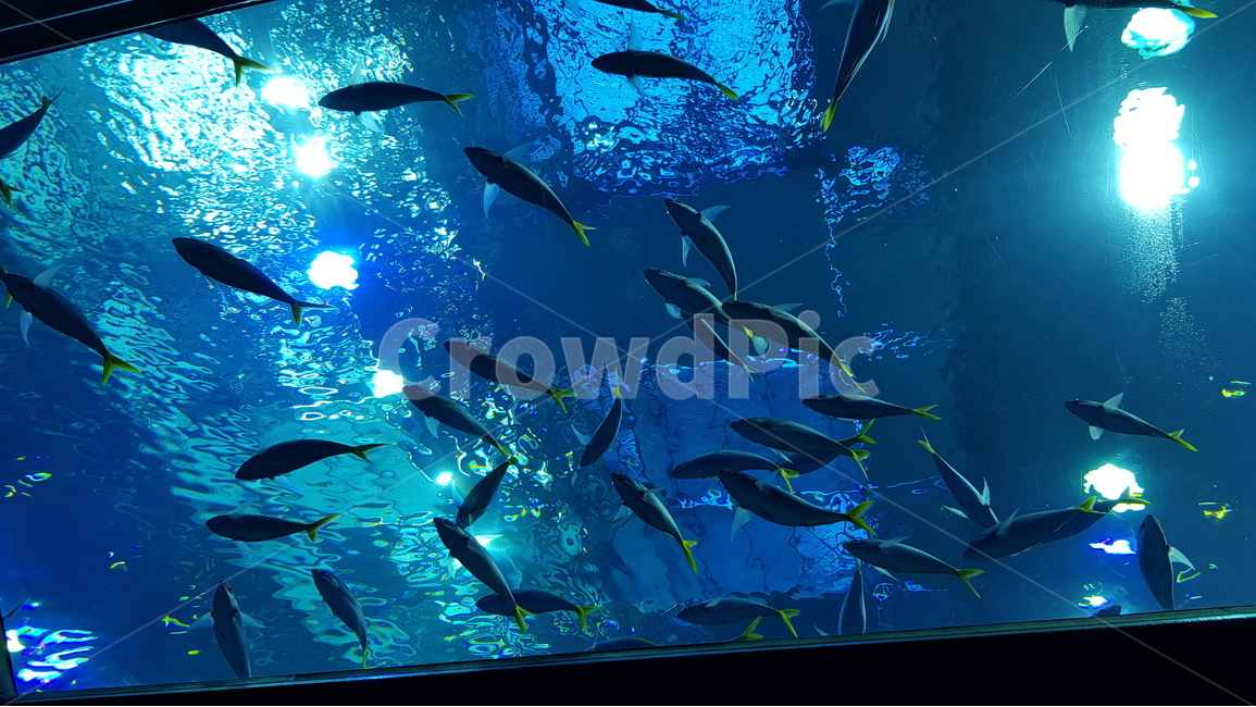 수족관,아쿠아리움,물고기,수중,여름,파란색,물속,물,바다,바닷속,aquarium,summer,fish,ocean,sightseeing,동물,animal,어류,물고기,fish