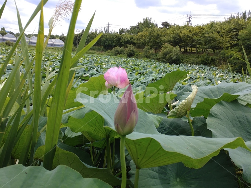 연꽃,수련과,lotus,수련,물풀,수단화