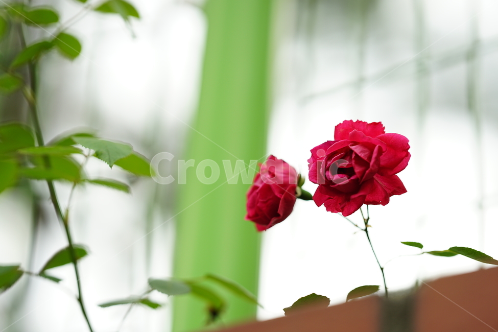 장미,로즈,꽃,레드,빨강,색감,rose,flower,자연,감성,감성사진,접사,미,아름다움,식물,플라워,꽃사진,식물,자연,plants,nature,꽃,flower