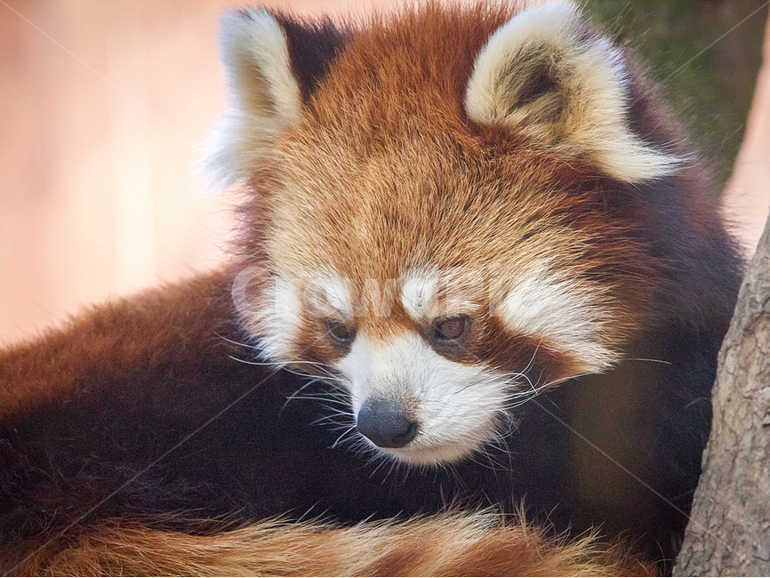 동물,자연,대공원,레서판다,너구리판다,생태사진,동물,animal,포유류,mammal