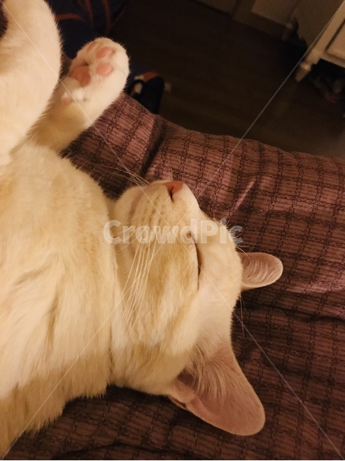 애완동물,고양이,cat,낮잠,이불