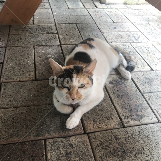 flooring,floor,바닥,mammal,포유류,표정,정면,반려묘,고양이,동물,animal,포유류,mammal,고양이,cat,kitten,kitty