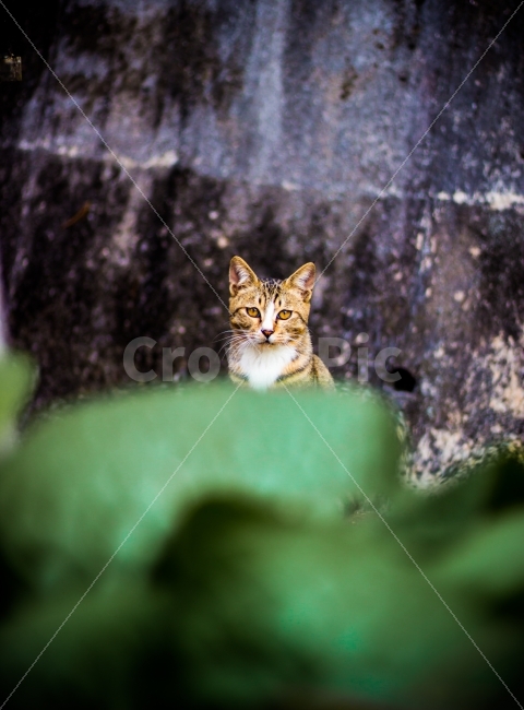 고양이,길고양이,동물,cat,포유류,감성,일상,DSLR,100D,canon,코숏,가을,animal,kitty,길냥이,반려동물,편안,분위기,자연스러움,자연,따뜻함,동물,animal,포유류,mammal,고양이,cat,kitten,kitty
