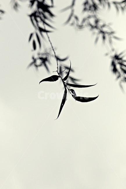 버들잎,버드나무,나무,나무잎,배경,식물,자연,plants,nature