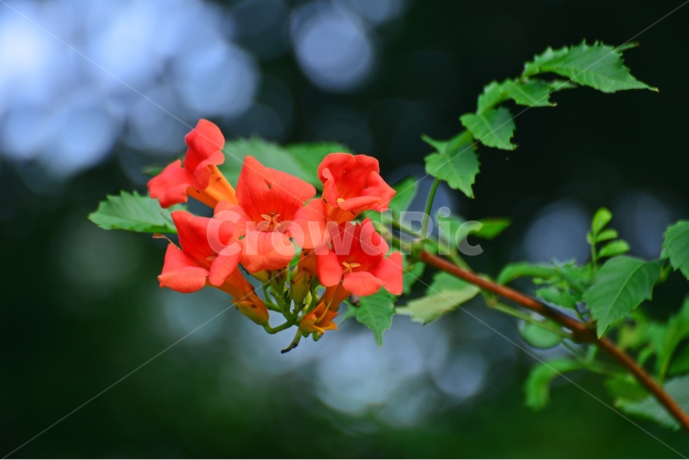 plant,식물,blossom,flower,꽃,능소화,보케