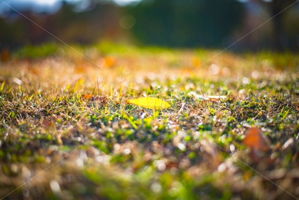 낙엽,단풍,보케사진,보케,양지,햇볕,햇빛,가을,나뭇잎,가을,계절,fall,autumn,season,식물,자연,plants,nature,감성,sensible,feeling,휴식,힐링,rest,relaxation,healing,plant,grass,잔디
