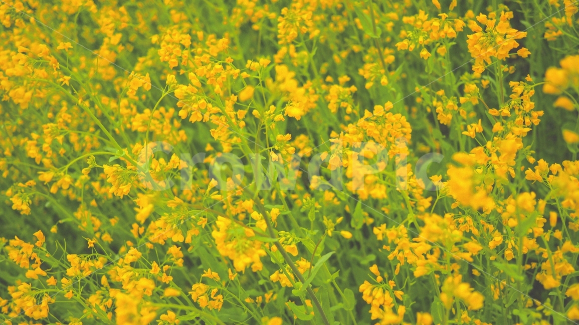 유채,봄,경주,노랑,식물,자연,감성,식물,자연,plants,nature,꽃,flower