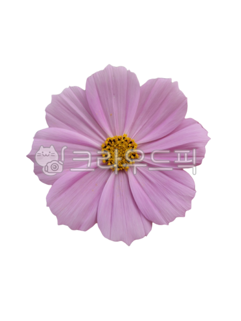 flower sticker,Cosmos Nuki,Fresh flowers,fresh flowers png,graphic source,fresh flower sticker,flower petal,pink cosmos,flower design source,flower icon,Flower Nokki