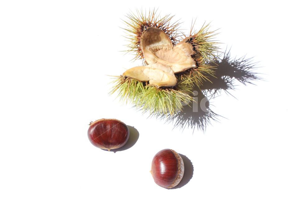 autumn,brown,bur,burr,chestnut,chestnutbur,closeup,fall,food,fruit,macro,natural,nature,nut,plant,seed,sharp,spike,갈색,브라운,밤송이,밤,클로즈업,가을,열매,음식,자연,식물,뾰족한,가시,알밤,흰배경,가을,계절,fall,autumn,season,음식,식재료,요리,food,cook,meal,dishes,food reserves,과일,열매,fruit,누끼,remove background,vegetable,야채,너트