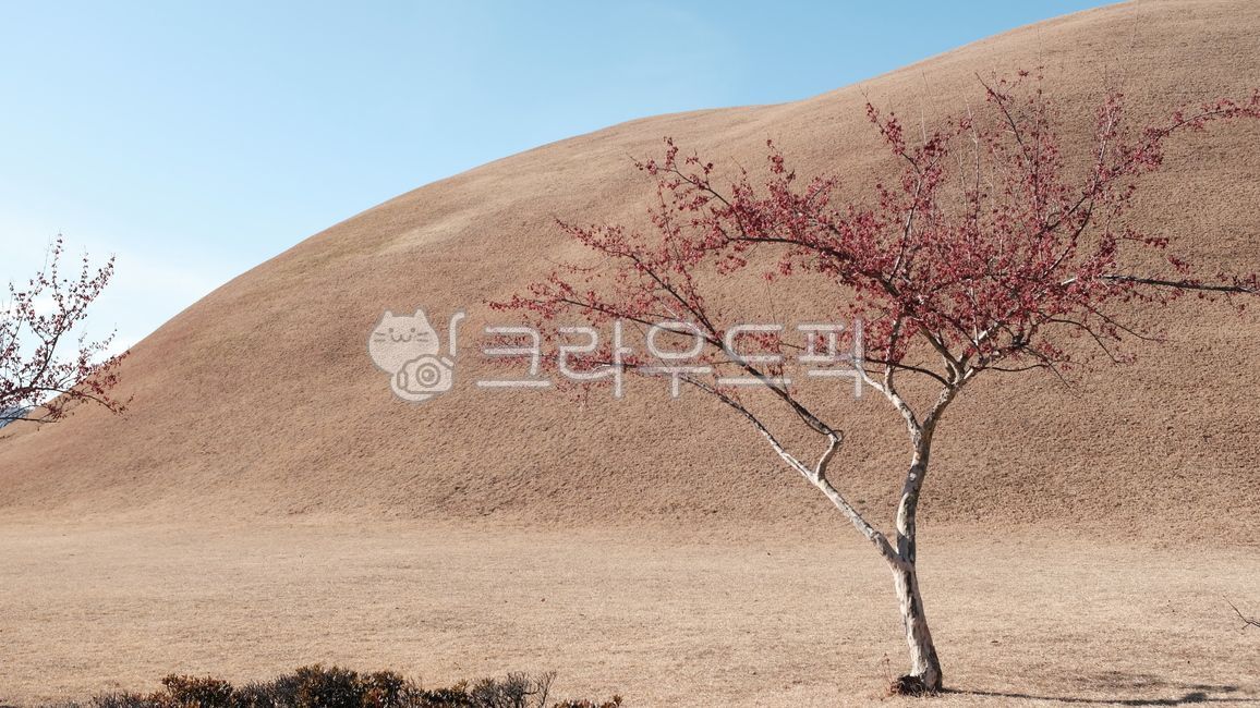 royaltomd,royal tomb,winter,soil,dry grass,fall,grass,Daereungwon,twig,oudoor,meadow,winter background,nature,twing,tomb,tree,winter tree,straw,Gyeongju,grassland,fall background,bough,hill,outdoors,field,garden,autumn,wintertree,landscape,lawn