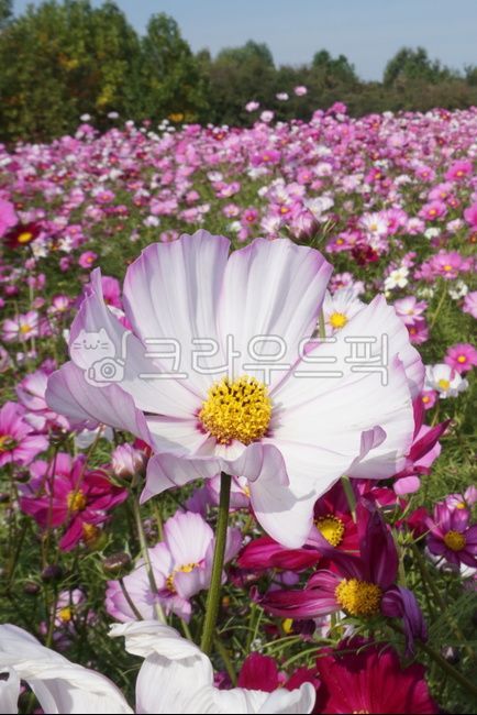 plant,fall flowers,autumn,flower Festival,Cosmos,flower