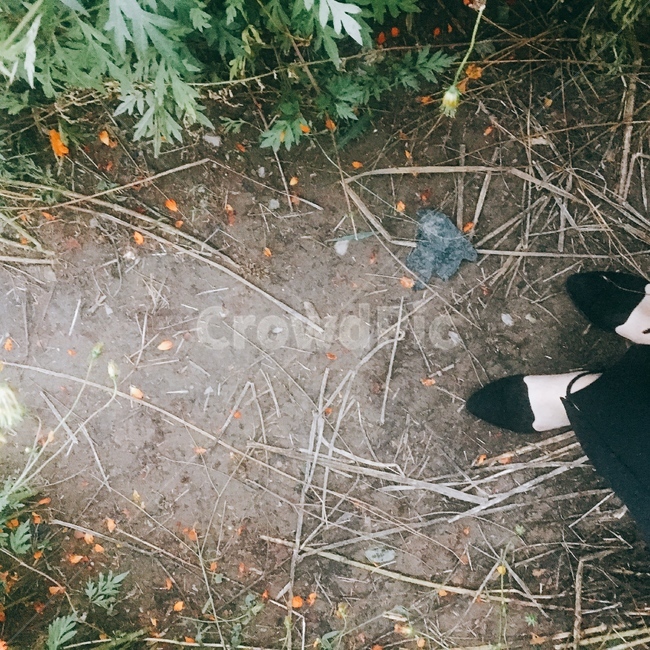 길,시선,가을,아날로그,필름,한걸음,autumn,계절,꽃잎,나뭇잎,나뭇가지,구두,흙길,발,걸음,오후,외로움,홀로,고민,멈춤,따뜻함,감성,발자취