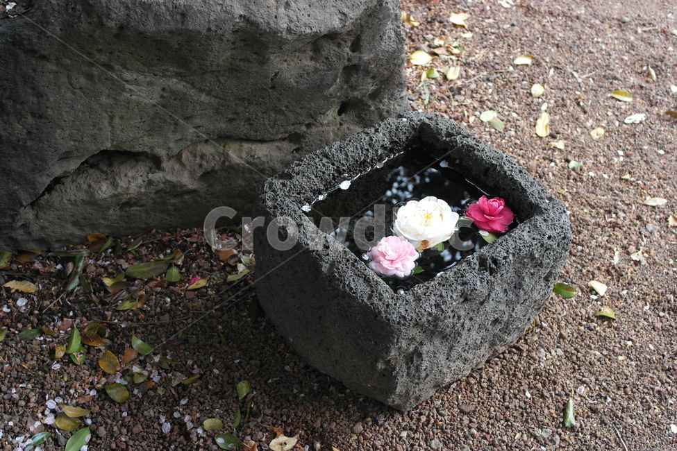 제주도,동백,카멜리아힐,동백꽃,꽃,식물,자연,plants,nature,꽃,flower