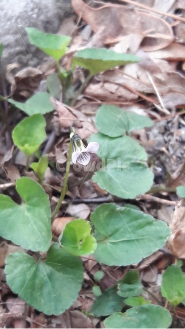흰제비꽃,콩제비꽃,봄꽃,야생화,제비꽃