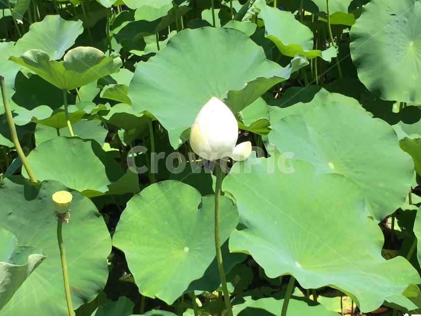 연꽃,lotus,연못,white,pool,식물,자연,plants,nature,꽃,flower