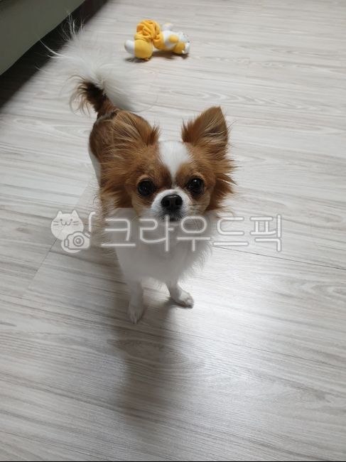 dog,개,강아지,반려견,애완견,애완동물,치와와,장모치와와