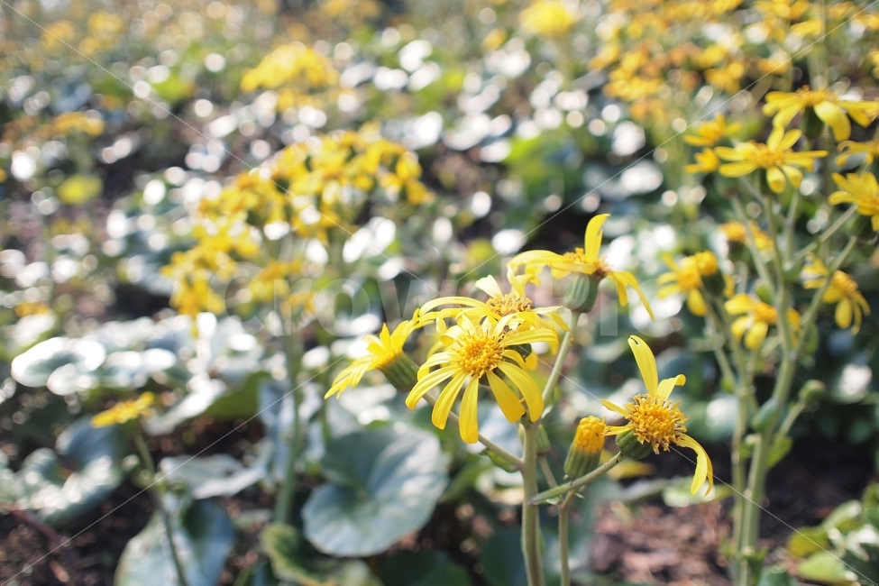 야생화,노란색,제주,식물,꽃,정원,식물,자연,plants,nature,꽃,flower,휴식,힐링,rest,relaxation,healing