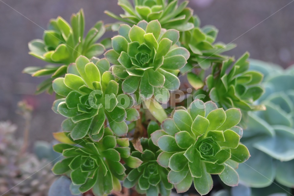 다육,다육이,다육식물,식물,꽃,plant,실내용화초,화분,화초,house plant