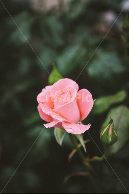 식물,자연,장미꽃,분홍,flower,plant,nature,꽃송이