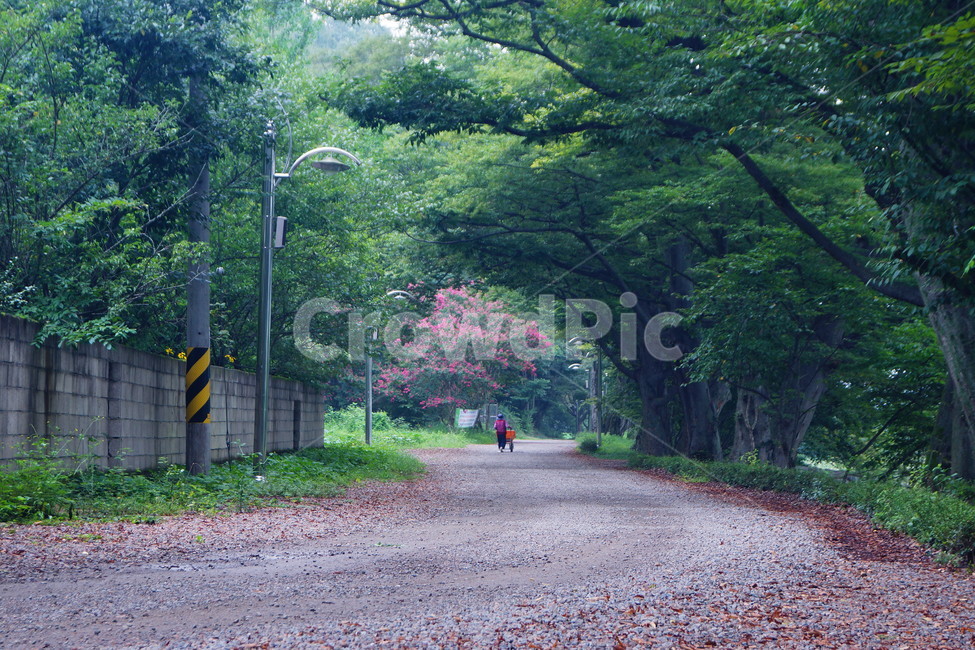 nature,자연,plant,식물,초목,tree,나무,자연,풍경,nature,landscape