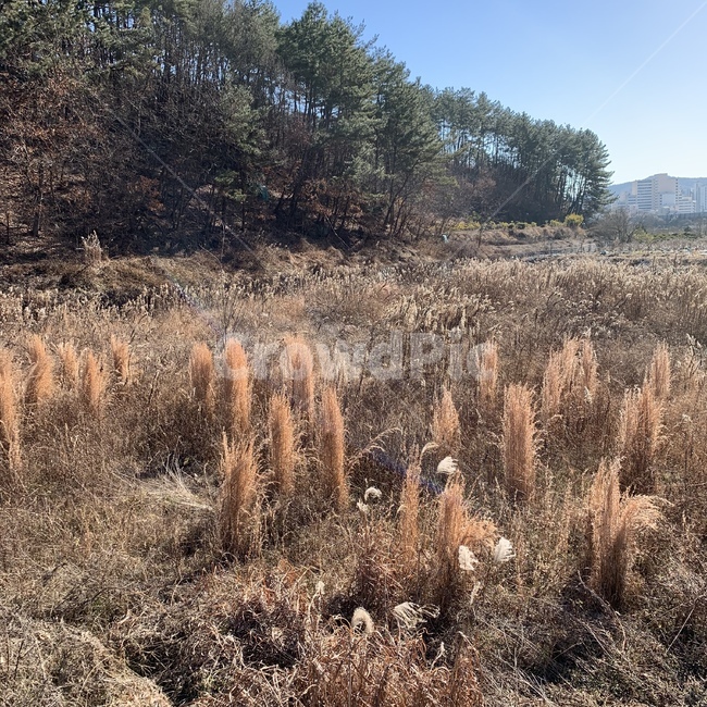 나무,숲,자연,갈대,하늘,자연,풍경,nature,landscape,grass,잔디,plant,식물,lawn,reed