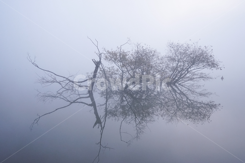 호수,안개,저수지,나무,물안개,식물,자연,풍경,여명,새벽,자연,풍경,nature,landscape,weather,날씨,outdoors,옥외