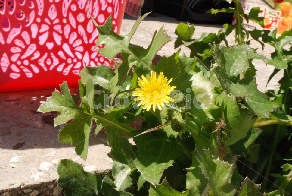 꽃,flower,식물,plants,민들레,dandelion,봄,spring,계절,season,마당,garden,자연,natuer,노란색,yellow,예쁜,beautiful,식물,자연,plants,nature,꽃,flower