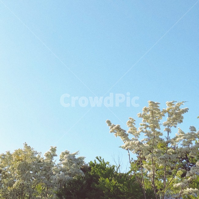 나무,하늘,구름,노을,자연,흐림,맑음,sky,안개,편안한,cloud,tree