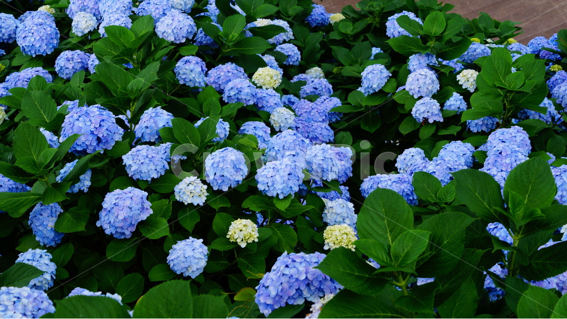 수국,수국꽃,꽃,꽃사진,식물,식물,자연,plants,nature,꽃,flower